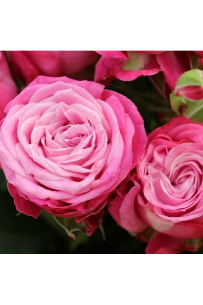 Floribunda Rose Lady Bombastic 